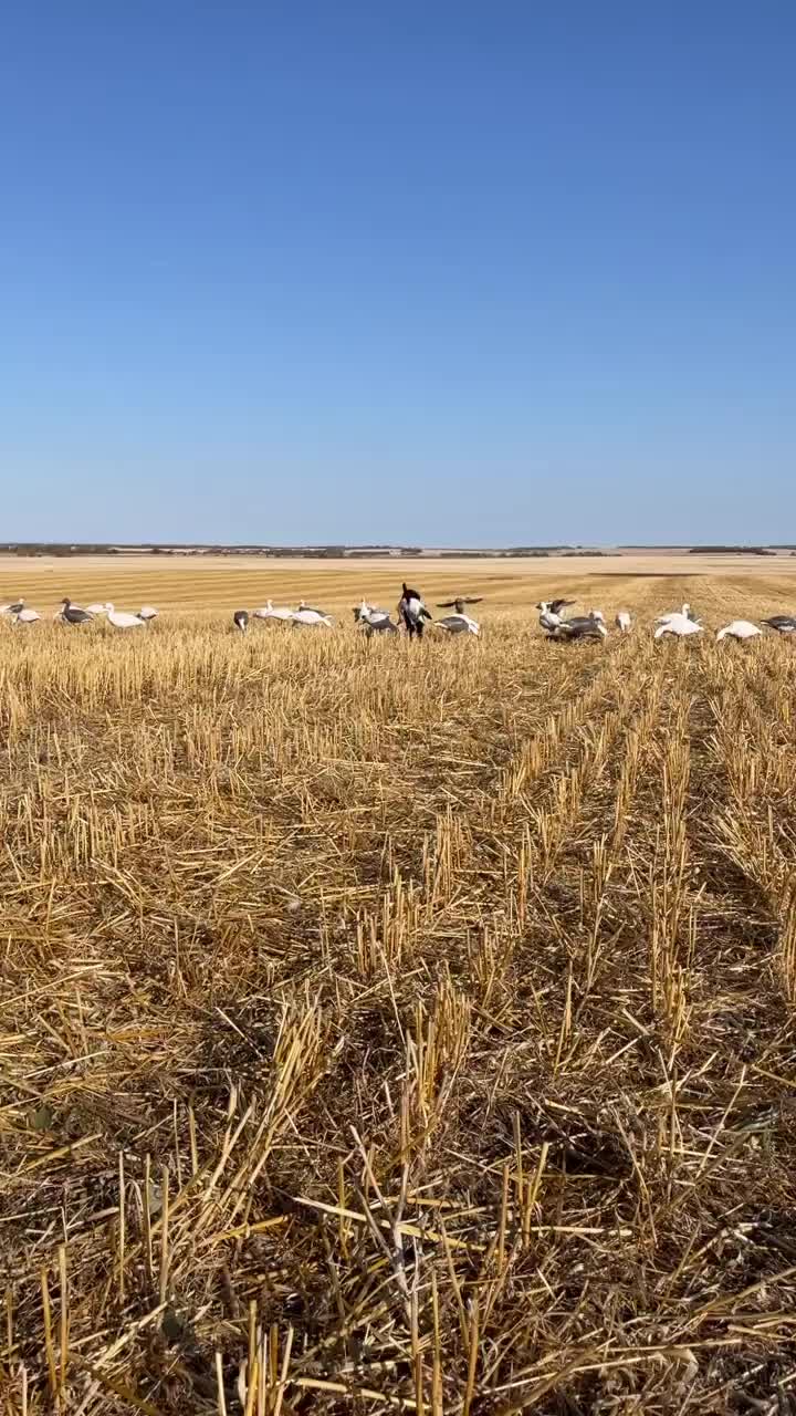 Video post from northernskiesoutfitters.
