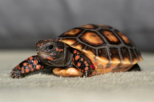 Photo post from carapacecritters.