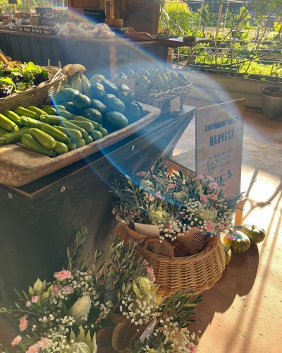 Photo post from currumbinvalleyharvest.