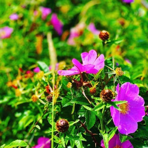 Photo post from freyaetthor.