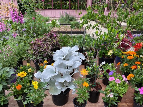 Photo post from currumbinvalleyharvest.