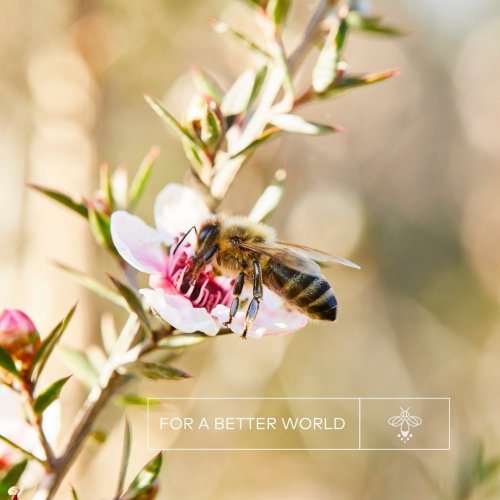 Photo post from comvita_au.