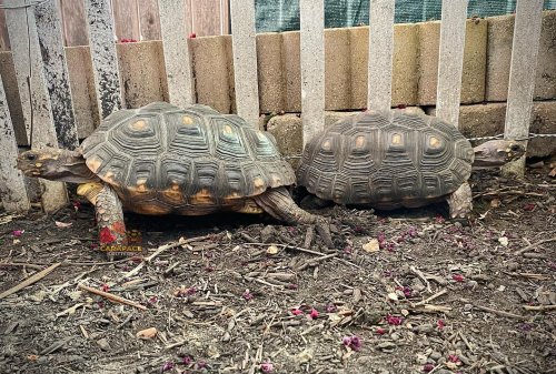 Photo post from carapacecritters.