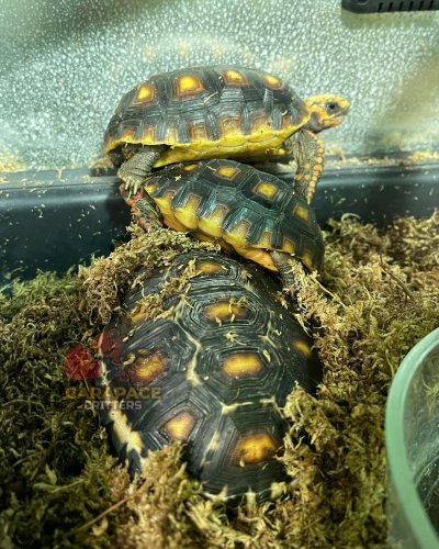 Photo post from carapacecritters.