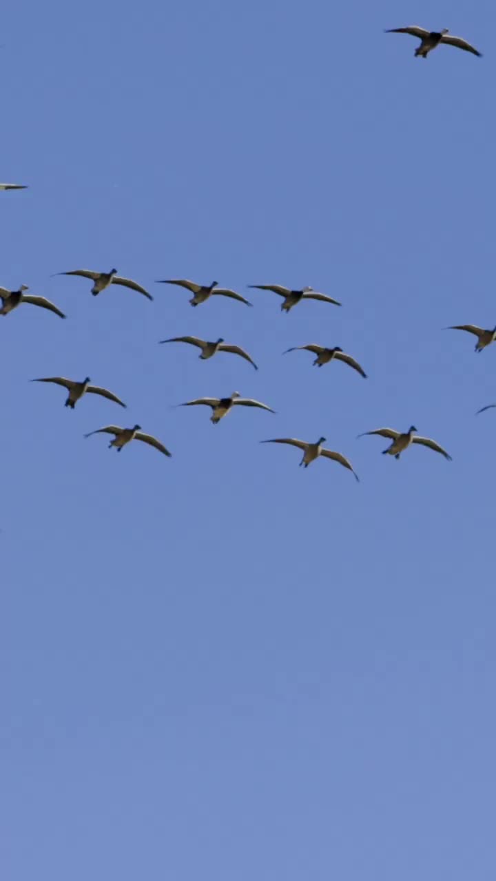 Video post from northernskiesoutfitters.