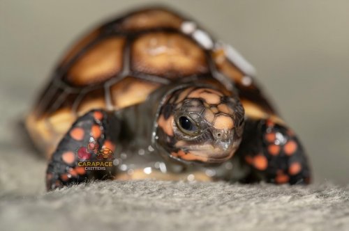 Photo post from carapacecritters.