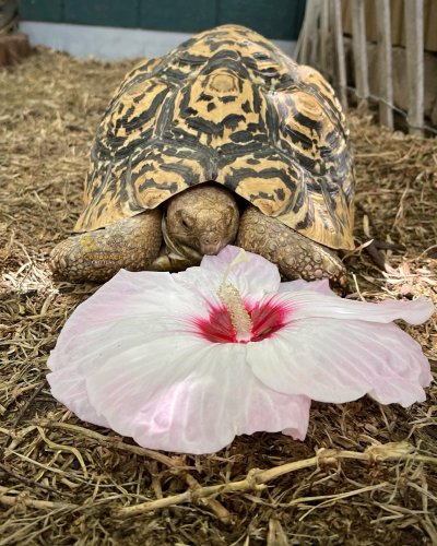 Photo post from carapacecritters.