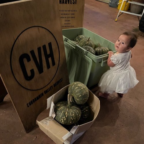 Photo post from currumbinvalleyharvest.