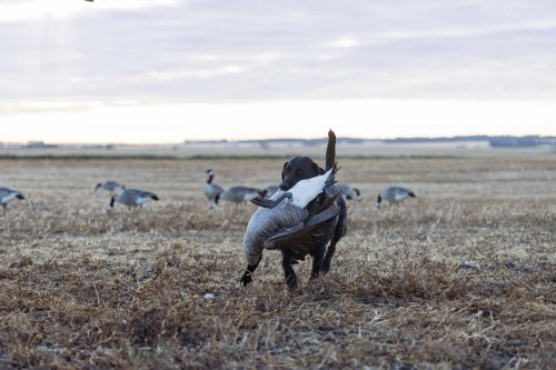 Photo post from northernskiesoutfitters.