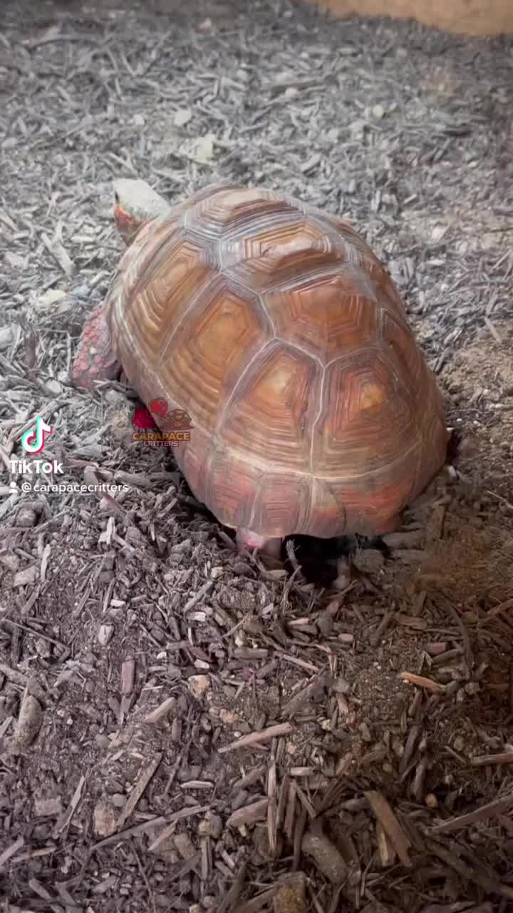 Video post from carapacecritters.