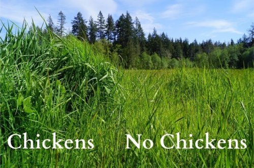 Photo post from hungryhollowfarm.