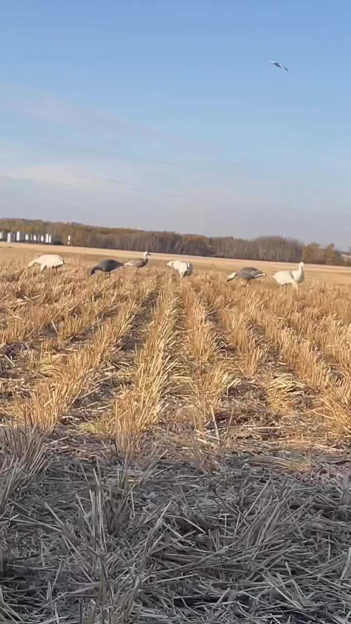 Video post from northernskiesoutfitters.