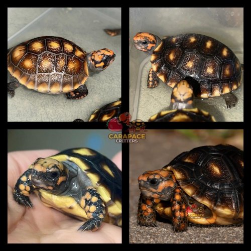 Photo post from carapacecritters.