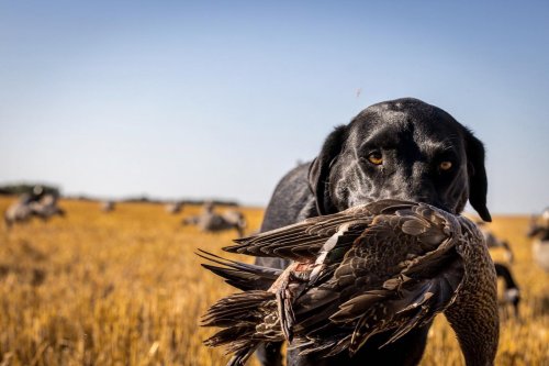 Photo post from northernskiesoutfitters.