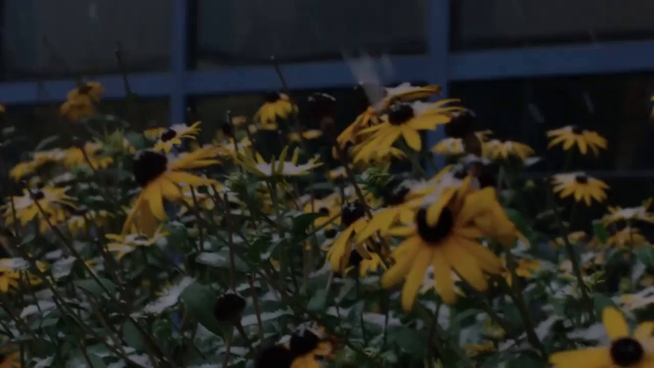 Video post from drexelstudyabroad.