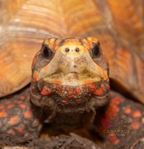 Photo post from carapacecritters.