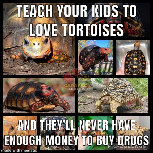 Photo post from carapacecritters.