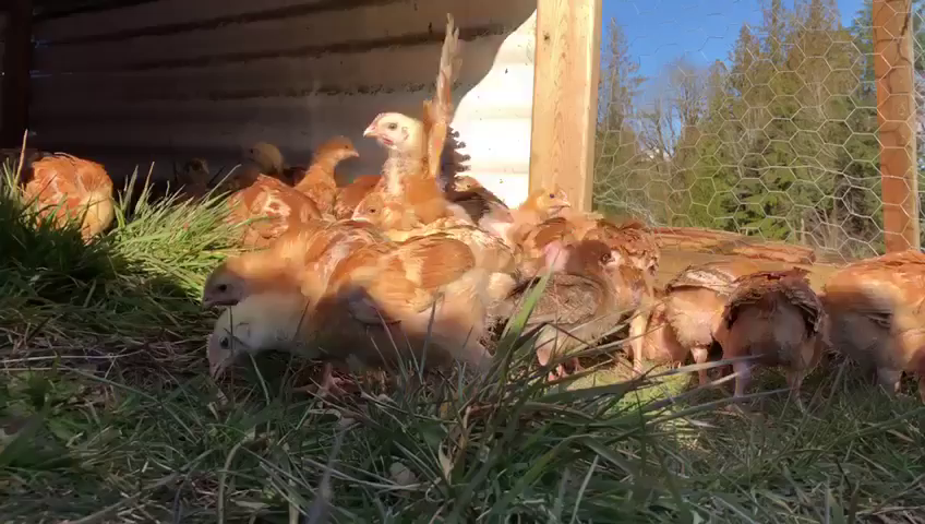 Video post from hungryhollowfarm.