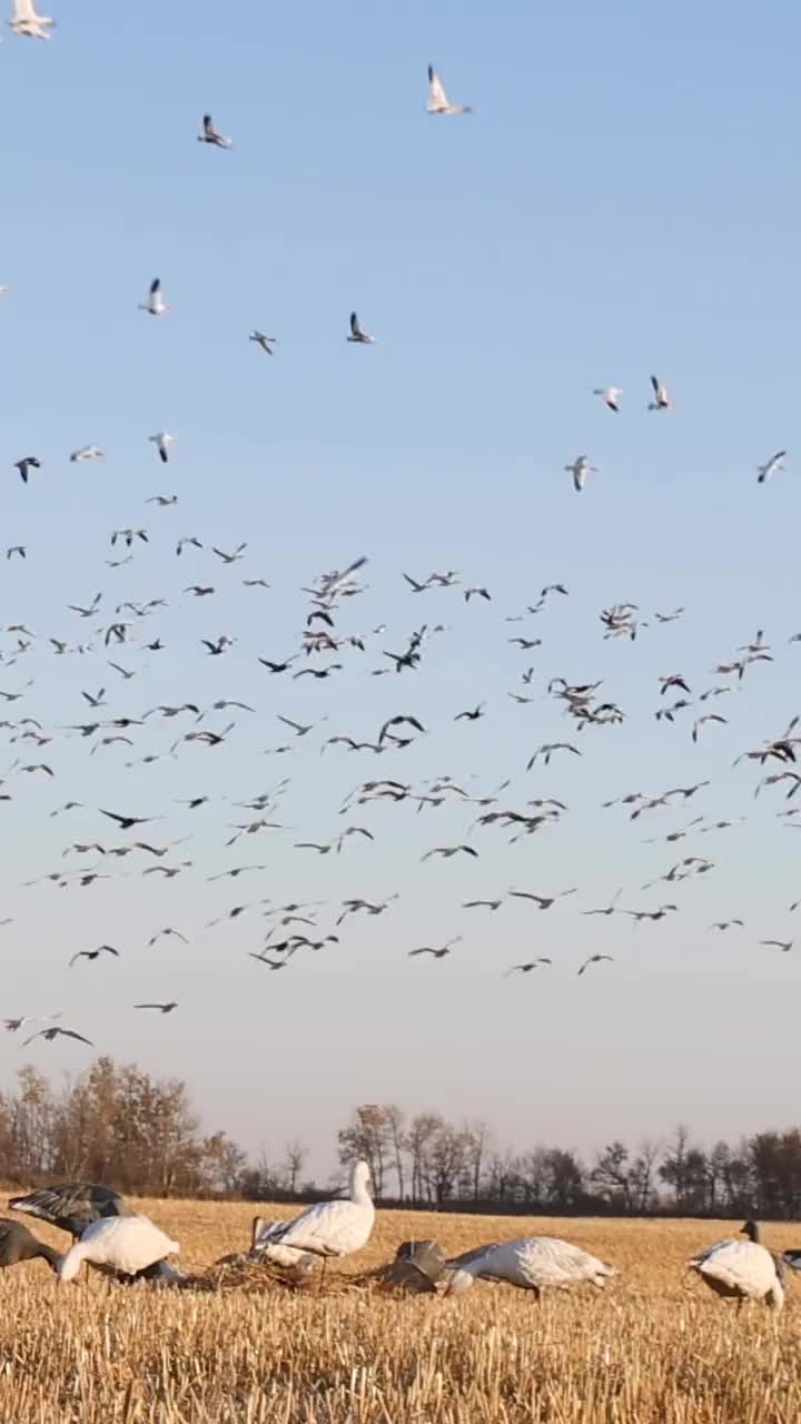 Video post from northernskiesoutfitters.