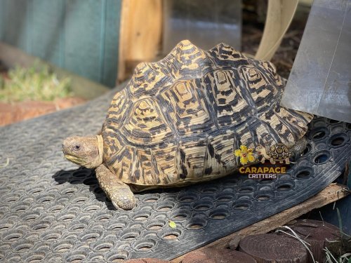 Photo post from carapacecritters.