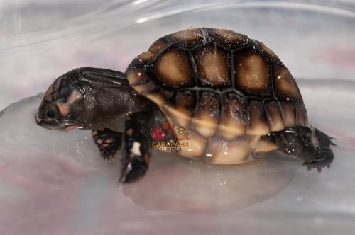 Carousel post from carapacecritters.