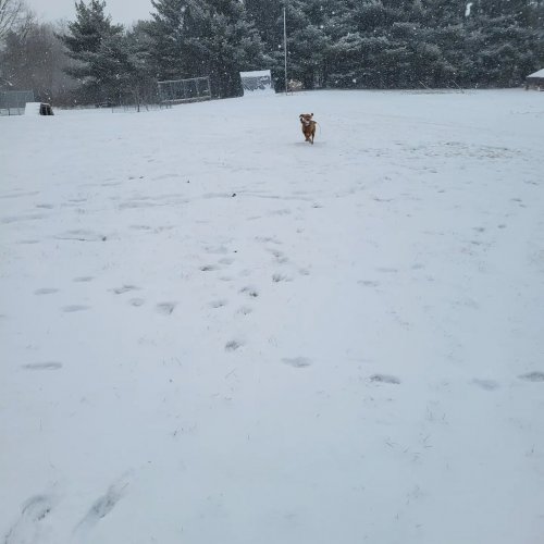 Carousel post from reddogguideservice.