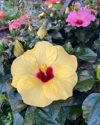 Photo post from blomsterborsen.