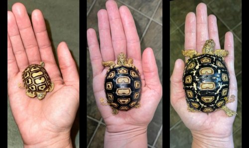 Photo post from carapacecritters.