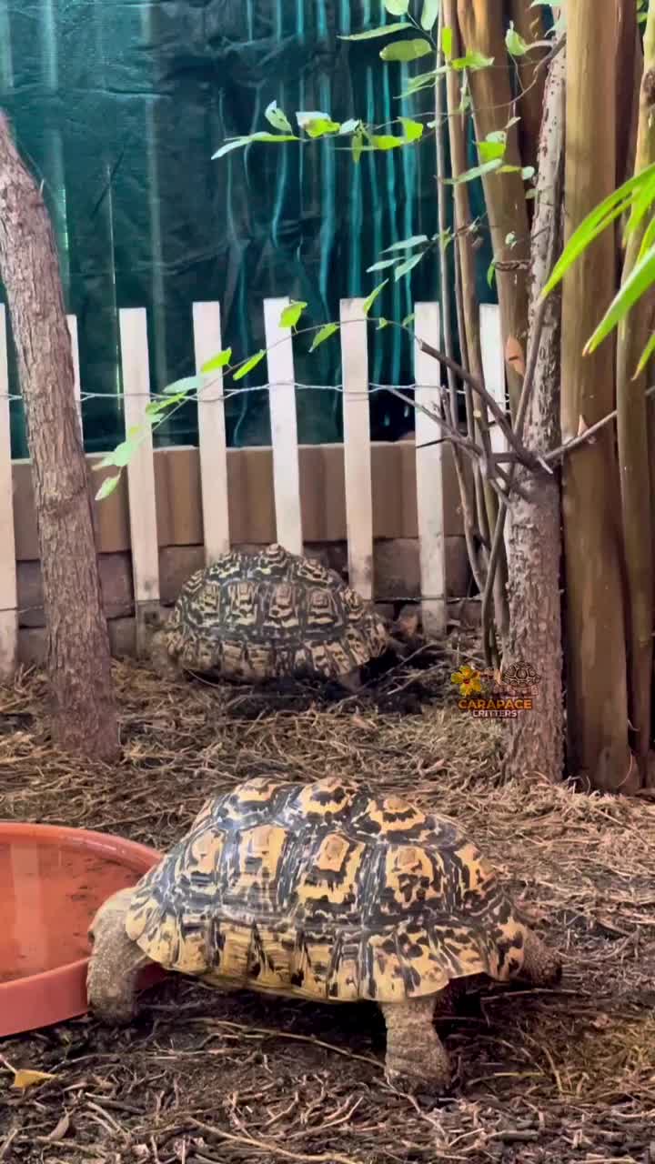 Video post from carapacecritters.