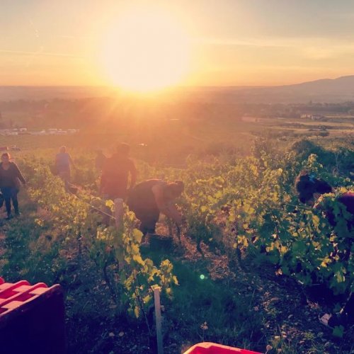 Photo post from domainelafamillek.