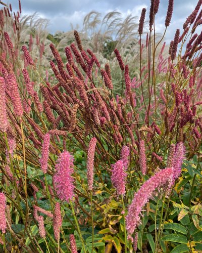 Photo post from sussexprairies.