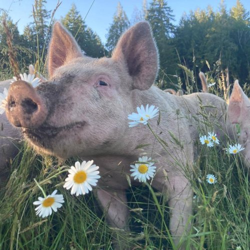Carousel post from hungryhollowfarm.