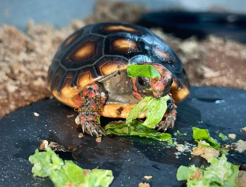 Photo post from carapacecritters.