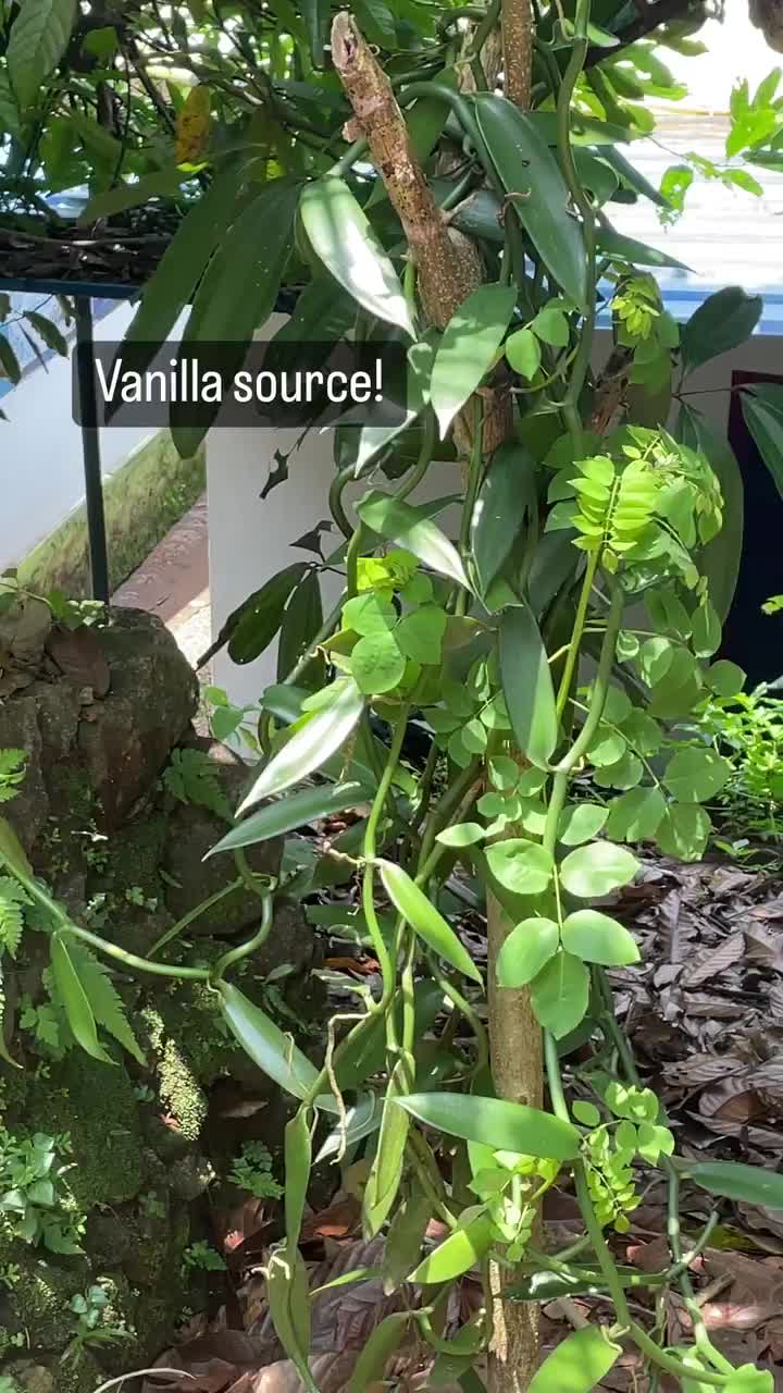 Video post from purkinje_crazyforplants.