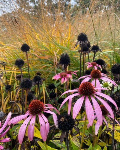 Photo post from sussexprairies.