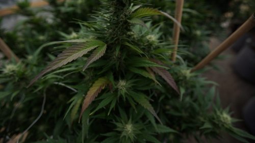 Photo post from kynorml.
