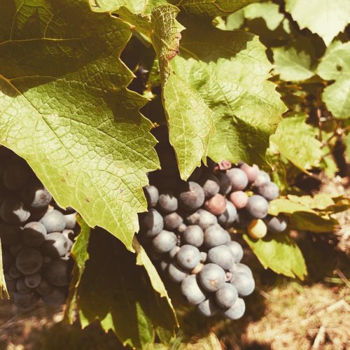 Photo post from domainelafamillek.