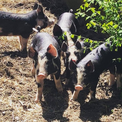 Photo post from hungryhollowfarm.