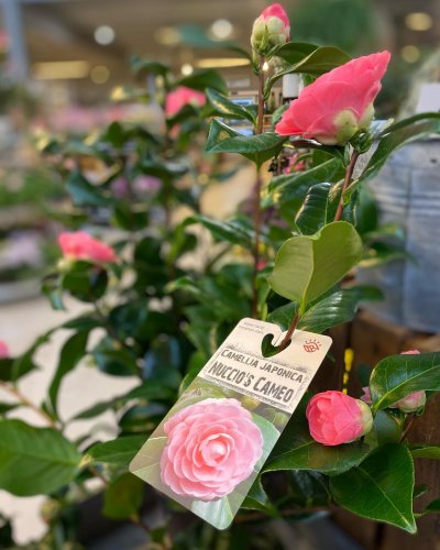Photo post from blomsterborsen.