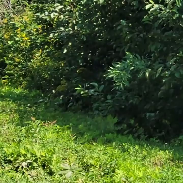 Video post from reddogguideservice.