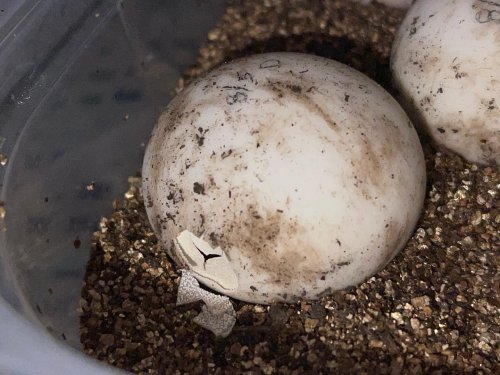 Photo post from carapacecritters.