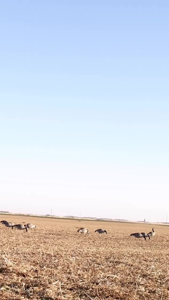 Video post from northernskiesoutfitters.