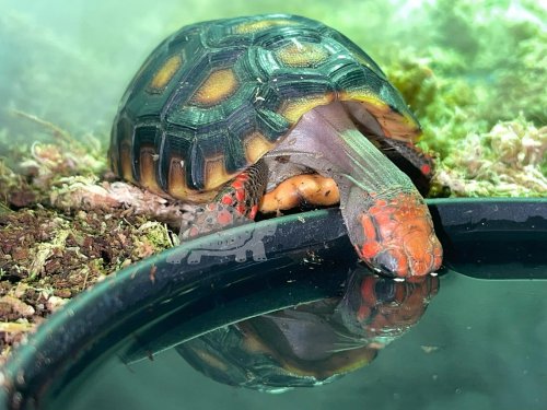 Photo post from carapacecritters.