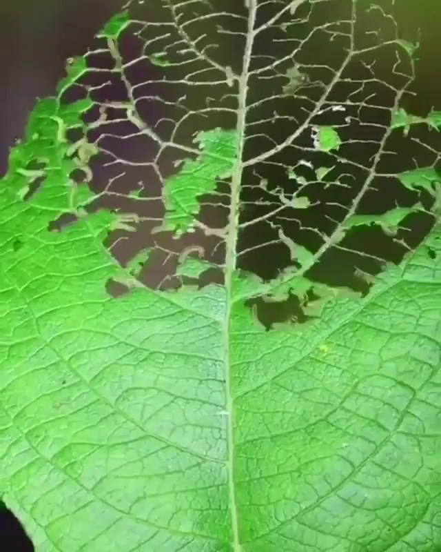 Video post from ruralbook.