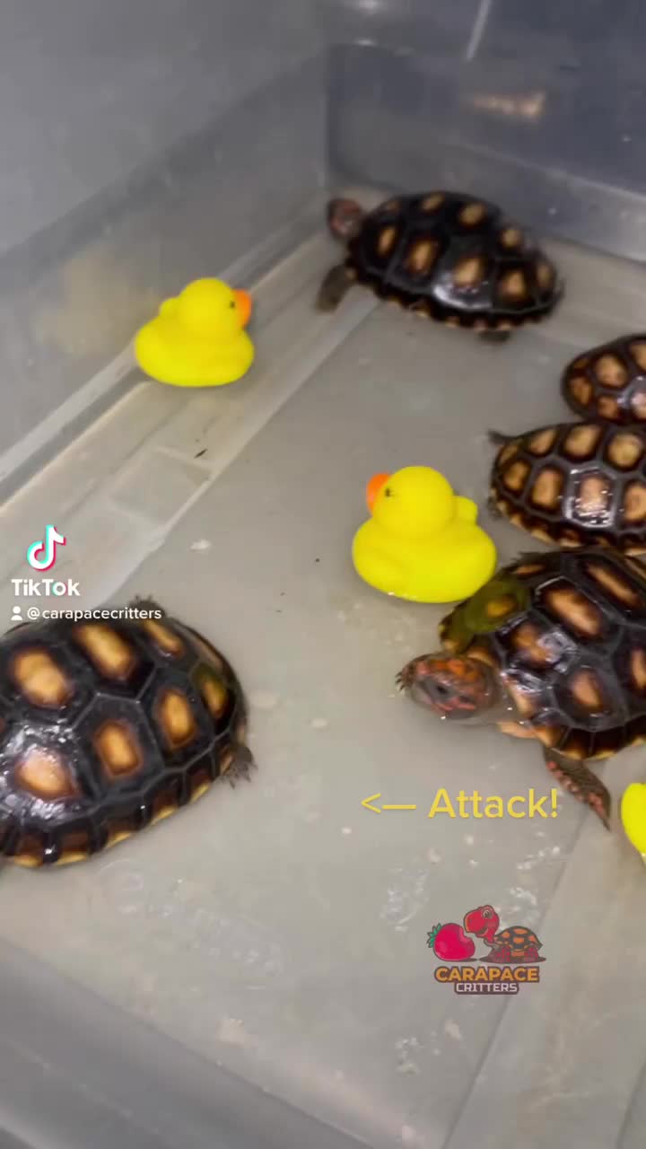 Video post from carapacecritters.