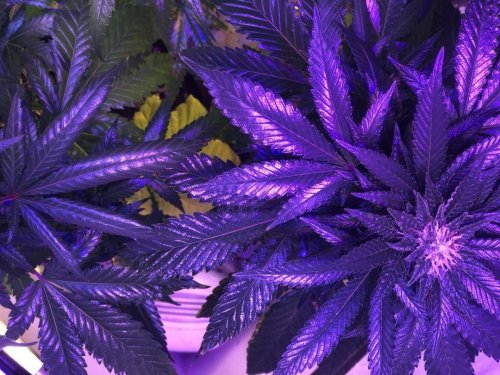 Photo post from kynorml.