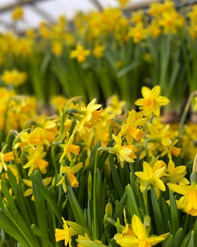 Photo post from blomsterborsen.