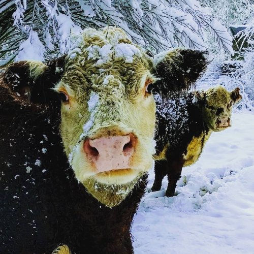 Photo post from hungryhollowfarm.