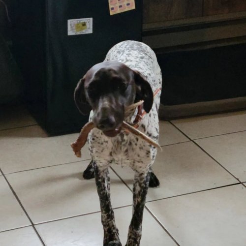 Photo post from reddogguideservice.