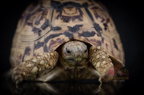 Photo post from carapacecritters.